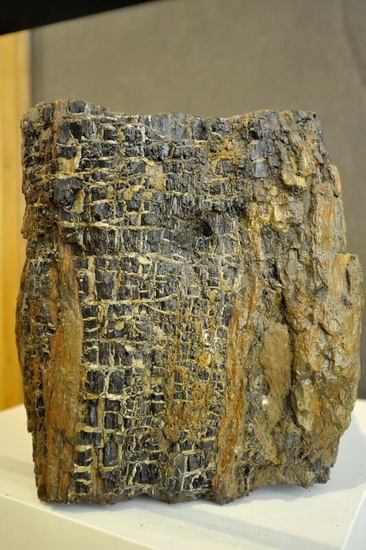 Paläontologische Sammlung der Uni Tübingen