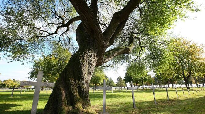 An der Straße von Neuville-Saint-Vaas nach Arras liegt das Gräberfeld von La Maison Blanche, der größte deutsche Soldatenfriedhof in Frankreich. Hier sind 44 833 Gefallene aus den Ersten Weltkrieg begraben. An der Straße von Neuville-Saint-Vaas nach Arras liegt das Gräberfeld von La Maison Blanche, der größte deutsche Soldatenfriedhof in Frankreich. Hier sind 44 833 Gefallene aus den Ersten Weltkrieg begraben.