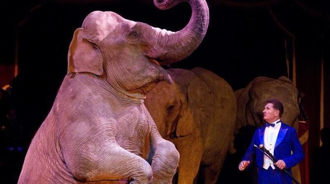 Bereits seit Jahren kämpfen Tierschützer für ein Verbot von Wildtieren im Zirkus. Foto: Friso Gentsch