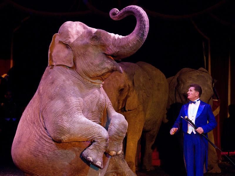 Wildtiere bleiben bei ZirkusVorführungen in Tübingen erlaubt Kreis Tübingen Reutlinger