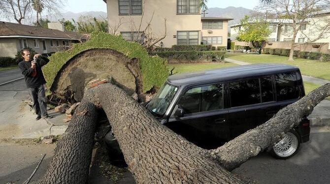 Ein großer Baum ist im kalifornischen Arcadia aus dem Boden gerissen worden. Foto: Paul Buck