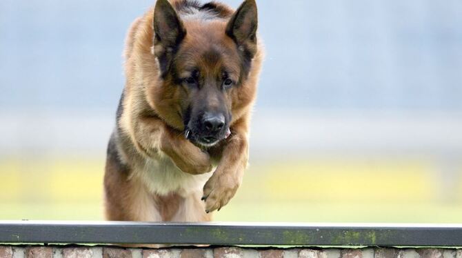 Tanja Keppler mit ihrem Hund Emil. Meist gehen sie zusammen in die Schule. GEA-ARCHIVBILD