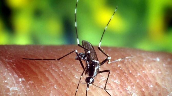 Die Steckmücke »Anopheles quadrimaculatus« kann Malaria übertragen.