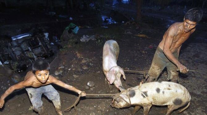 Retten, was noch zu retten ist: Ein Junge und sein Vater treiben Schweine aus dem Stall. Die Wassermassen rissen viele der of