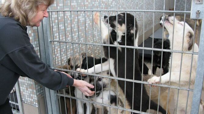 Rasselbande wartet auf Herrchen: Tierheimchefin Petra Zipp mit einem Schwung junger Hunde.