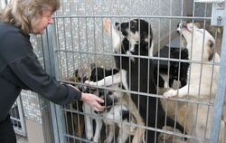 Rasselbande wartet auf Herrchen: Tierheimchefin Petra Zipp mit einem Schwung junger Hunde.
