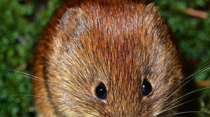 Die putzige Rötelmaus.