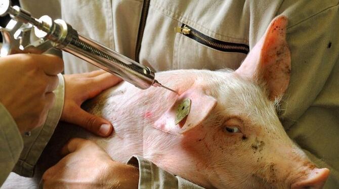 Ein Schwein wird mit einer Impfpistole geimpft. Foto: Waltraud Grubitzsch/Archiv