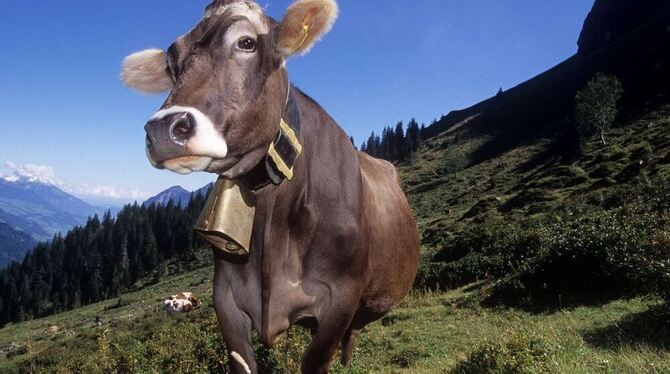 Keine Alb-, sondern eine Alp-Kuh: Der Engstinger Tobias Kostial verbrachte acht Sommer in den Schweizer Bergen. Seine Zeit als M