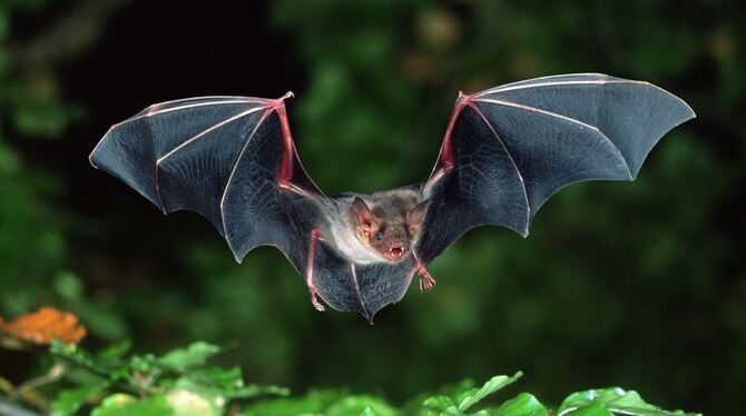 Faszinierend und flink: Fledermäuse kommen im Reutlinger Umweltbildungszentrum Listhof ganz groß raus. Faszinierend und flink: Fledermäuse kommen im Reutlinger Umweltbildungszentrum Listhof ganz groß raus.