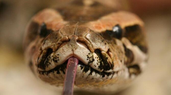 Symbolbild. Foto: Boris Roessler