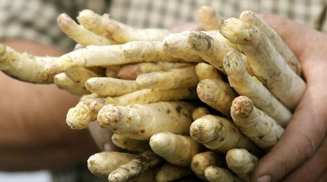 Frisch gestochener Spargel.