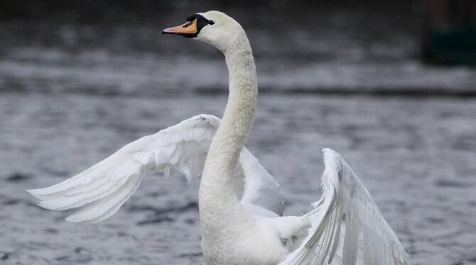 ARCHIVFOTO: DPA ARCHIVFOTO: DPA