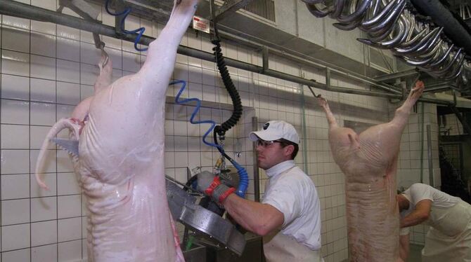 Die Mitarbeiter im Metzinger Schlachthof zerlegen jährlich rund 5 500 Schweine, Rinder und Kälber. GEA-FOTO: FINK