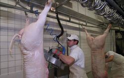 Die Mitarbeiter im Metzinger Schlachthof zerlegen jährlich rund 5 500 Schweine, Rinder und Kälber. GEA-FOTO: FINK