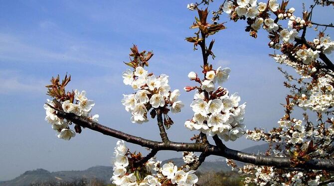 Was für ein prächtiger Frühling: Blühende Obstbäume schmücken das Ermstal mit den Metzinger Weinbergen im Hintergrund.