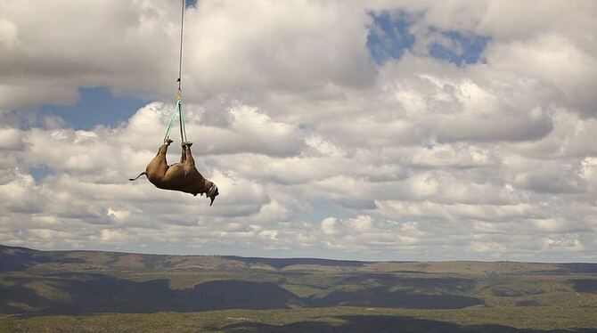 Ein gefährdetes Nashorn wird per Hubschrauber in ein sichereres Gebiet transportiert. Foto: dpa