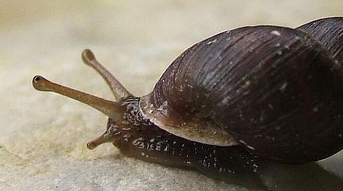 Eine Schneckenart, die im naturnah bewirtschafteten Wald unterhalb der Breitenbachquelle vorkommt.  FOTOS: ZHUBER-OKROG