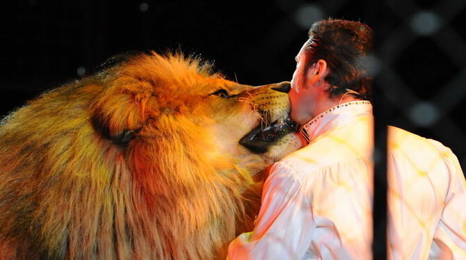 Der will bloß spielen: Martin Lacey kommt seinen Löwen gefährlich nahe. Der will bloß spielen: Martin Lacey kommt seinen Löwen gefährlich nahe.