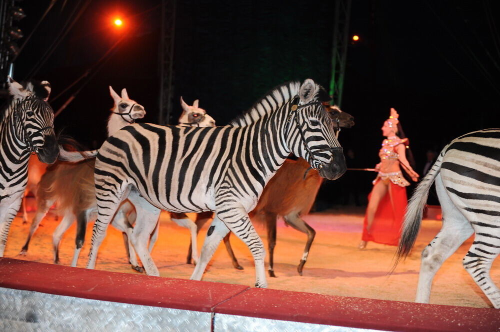 Zirkus Krone in Tübingen April 2012