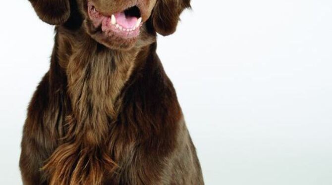 Auch Hunde kommen nicht ums Zähneputzen herum, wenn sie weiterhin kraftvoll zubeißen wollen. Foto: MEV
