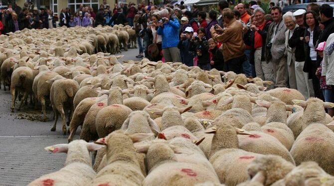 Tiere und Menschen: für beide Seiten eindrückliche Begegnung beim Schafauftrieb in der Münsinger Innenstadt. GEA-ARCHIVFOTO: KOZ Tiere und Menschen: für beide Seiten eindrückliche Begegnung beim Schafauftrieb in der Münsinger Innenstadt. GEA-ARCHIVFOTO: KOZ