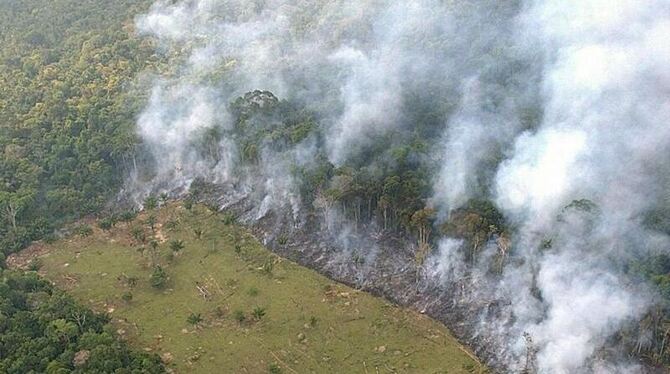 Ein Streifen des Regenwalds des Amazonas wird durch Brandlegung gerodet: 13 Millionen Hektar Waldflächen als natürliche CO2-S