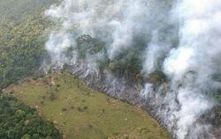 Ein Streifen des Regenwalds des Amazonas wird durch Brandlegung gerodet: 13 Millionen Hektar Waldflächen als natürliche CO2-S