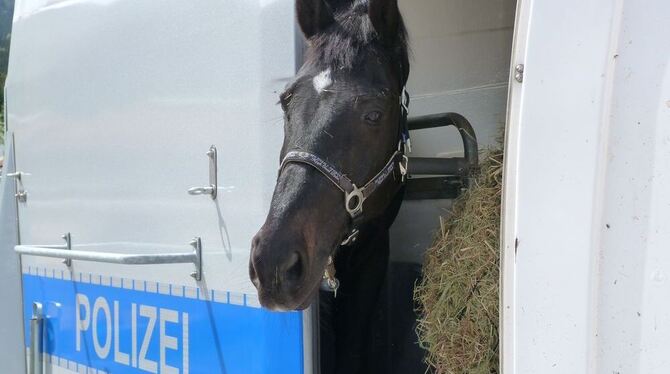 Das Stuttgarter Polizeipferd Gardist bei der Ankunft auf Gut Aiderbichl. Foto: Fritsch