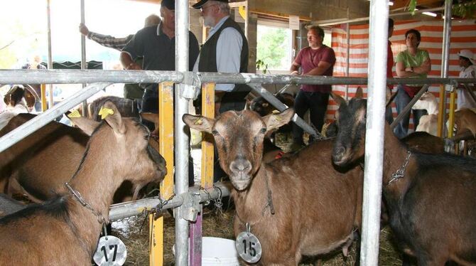 Misswahl auf der Haid bei Engstingen: Der Ziegenzuchtverein Tübingen kürte seine schönsten Milch- und Fleischziegen.