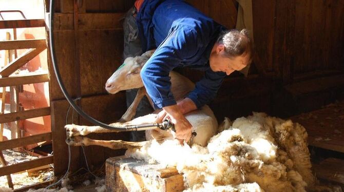 Drei bis fünf Minuten dauert es, bis ein Schaf von seiner Wolle befreit ist.