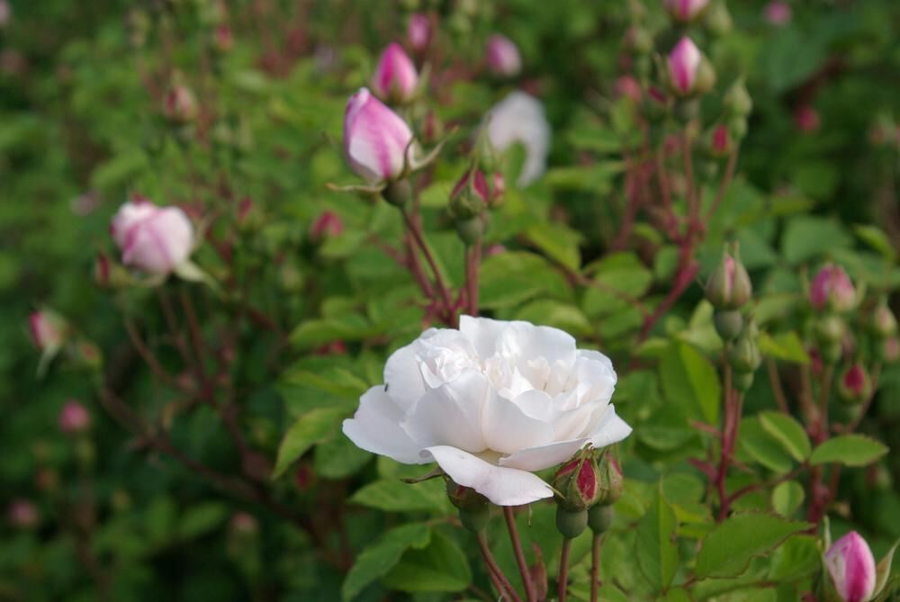 Rosenpark in Mössingen