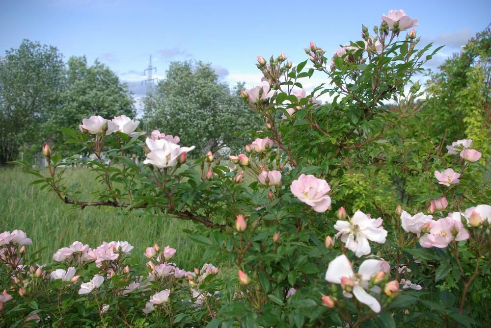 Rosenpark in Mössingen