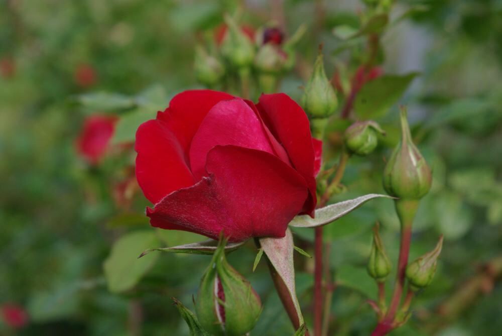Rosenpark in Mössingen