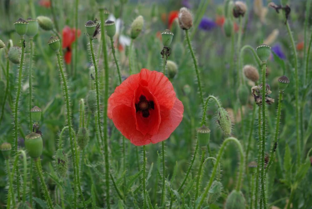 Rosenpark in Mössingen
