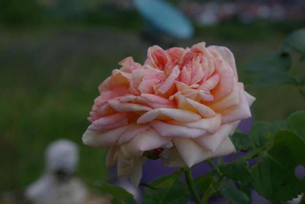 Rosenpark in Mössingen