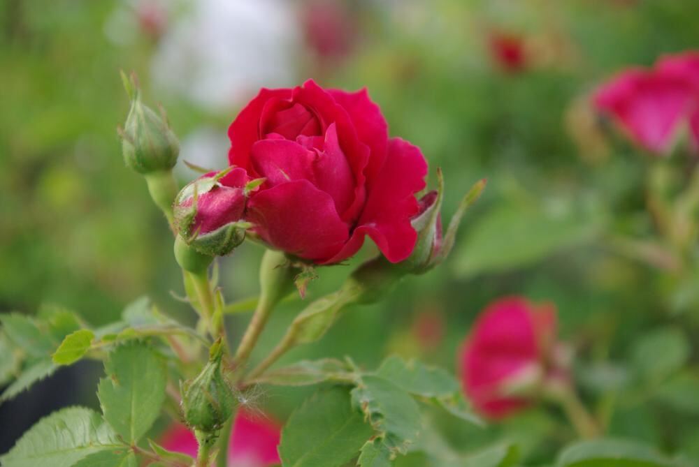 Rosenpark in Mössingen