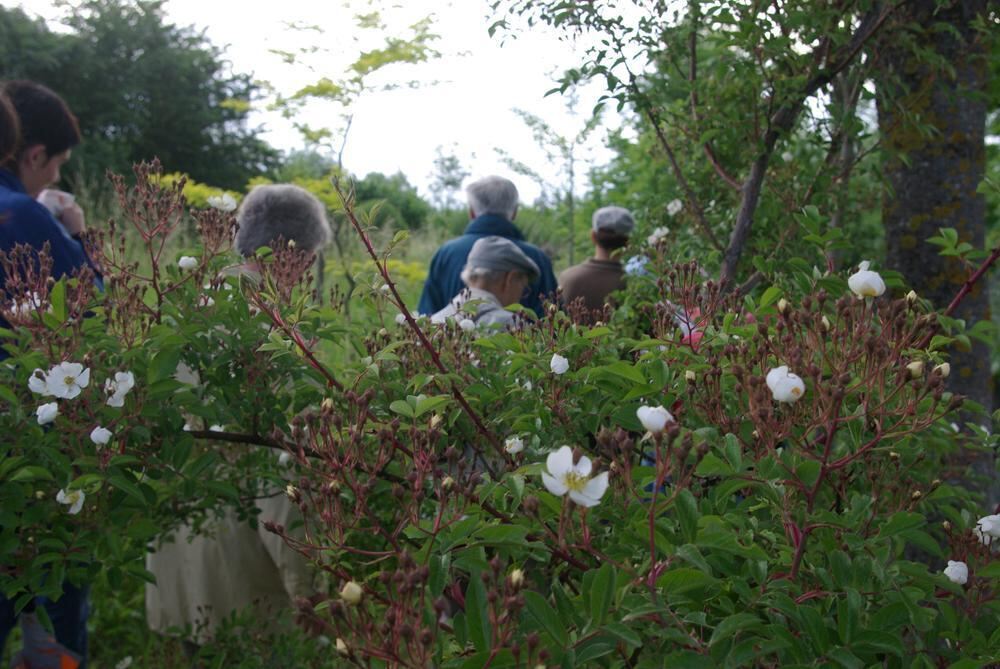 Rosenpark in Mössingen