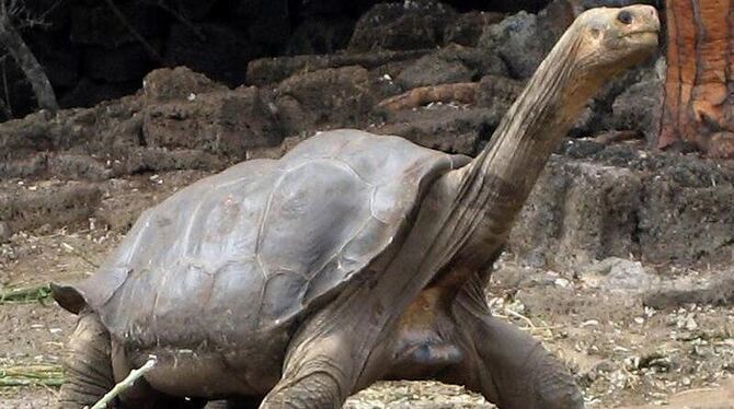 Lonesome George war der Letzte seiner Art. Foto: Jan Ronneburger