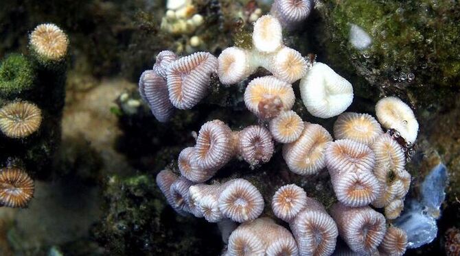 Koralle in einem Aquarium-Labor: Korallen in der Karibik sind in den vergangenen 35 Jahren schwer geschädigt worden oder bere