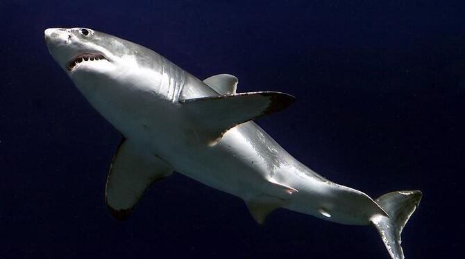 Ein Weißer Hai im Aquarium: Schon wieder hat ein Hai einen Surfer an der westaustralischen Küste getötet. Foto: Randy Wilder/