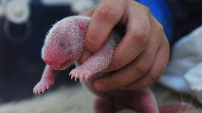 Kaum vorstellbar, dass aus diesem kleinen Wesen bald ein wuscheliger Pandabär wird. Foto: Heng Yi