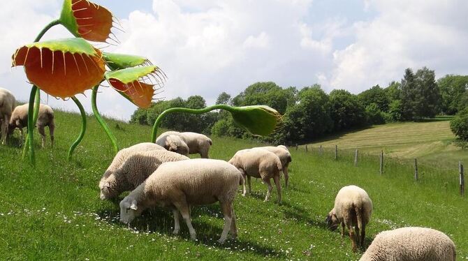 Kuriose Begegnung bei »Kunst am Hang«: Pflanzenfressende Schafe und fleischfressende Pflanzen. FOTO: ROHNKE