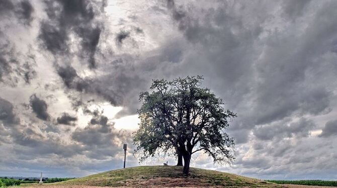 Der frühkeltische Grabhügel »Baisinger Bühl« entpuppt sich als vormals viel größerer Monumentalbau. Im Vordergrund unter dem Mai Der frühkeltische Grabhügel »Baisinger Bühl« entpuppt sich als vormals viel größerer Monumentalbau. Im Vordergrund unter dem Mai
