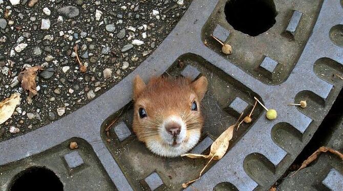 Das Eichhörnchen in einem Gullydeckel auf einer Straße in Isernhagen (Region Hannover). Foto: Polizei Großburgwedel