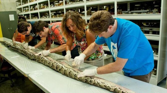 Der Tigerpython ist mehr als fünf Meter lang und 74 Kilogramm schwer. Foto: University of Florida