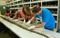 Der Tigerpython ist mehr als fünf Meter lang und 74 Kilogramm schwer. Foto: University of Florida