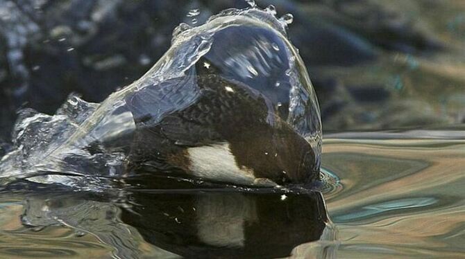 Der einzige Singvogel, der tauchen und schwimmen kann: die Wasseramsel. Meist kehrt sie mit einem vollen Schnabel von ihren Tauc