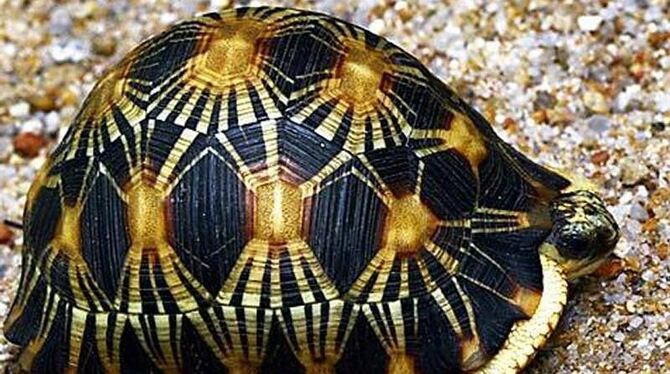 Die Strahlenschildkröte kommt nur auf der ostafrikanischen Insel Madagaskar vor. Foto: Chris R. Shepherd/Archiv Die Strahlenschildkröte kommt nur auf der ostafrikanischen Insel Madagaskar vor. Foto: Chris R. Shepherd/Archiv