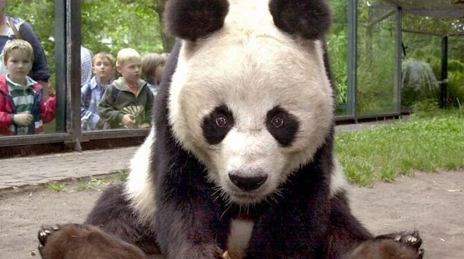 Berlins letzte Pandabär starb im Alter von 34 Jahren. Foto: S. Pilick/Archiv